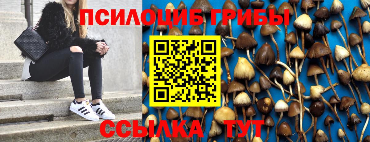 Псилоцибиновые грибы Psilocybe Всеволожск